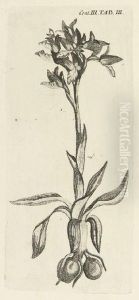 Plantarum Minus Cognitarum ... Plantas Circa Byzantium & In Oriente Observatas by Johann Christian Buxbaum