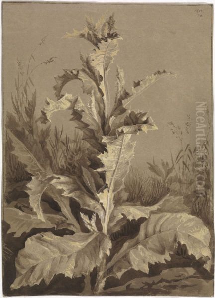 Pflanzenstudie, Distel - view 1