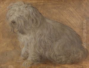 Maltese Dog