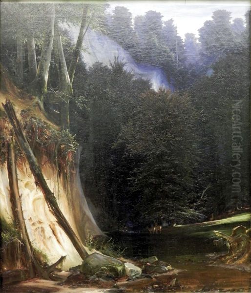 Waldschlucht mit Rotwild - view 1