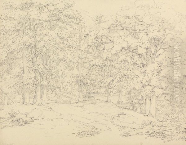 Trees in Ashtead Park, Surrey - view 1