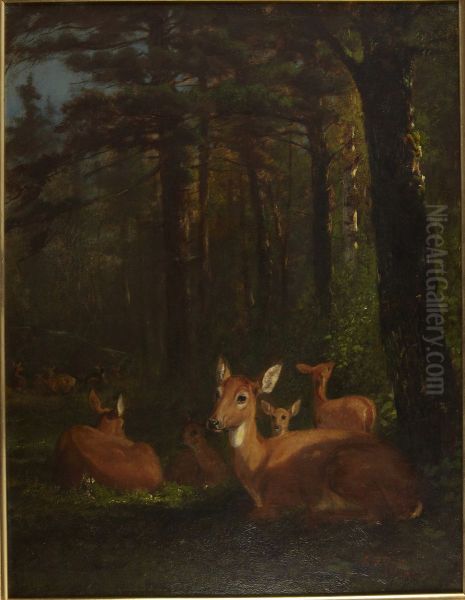 Deer in Forest - view 1