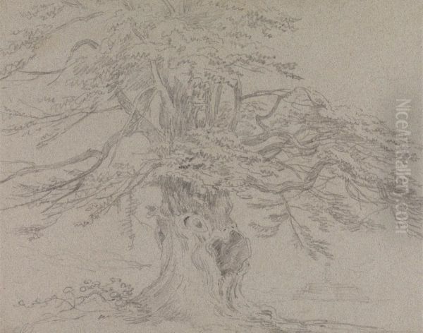 Tree Study - view 1