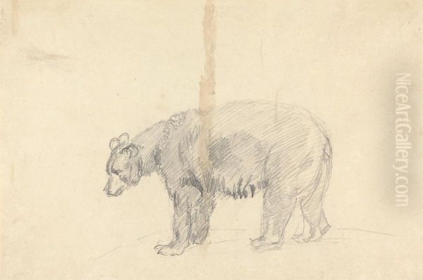 Study of a Bear - view 1