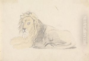 Study of a Lion