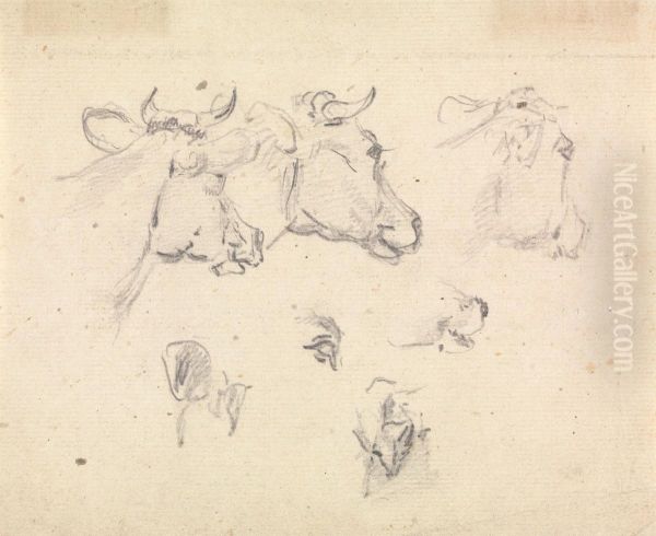 Studies of a cow's head - view 1