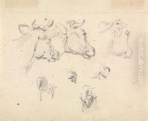 Studies of a cow's head