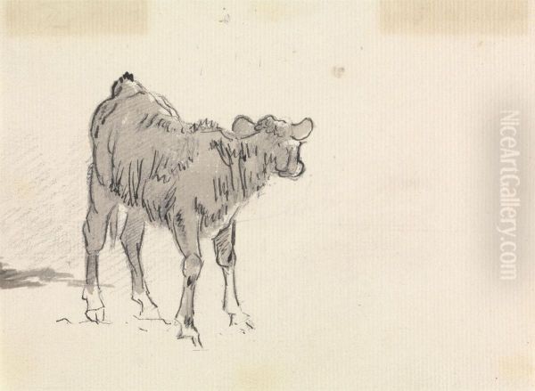 Study of a Calf - view 1