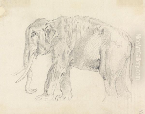 Study of an Elephant - view 1