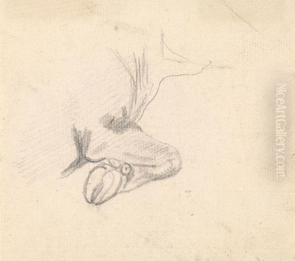Study of a Cow's Hoof - view 1