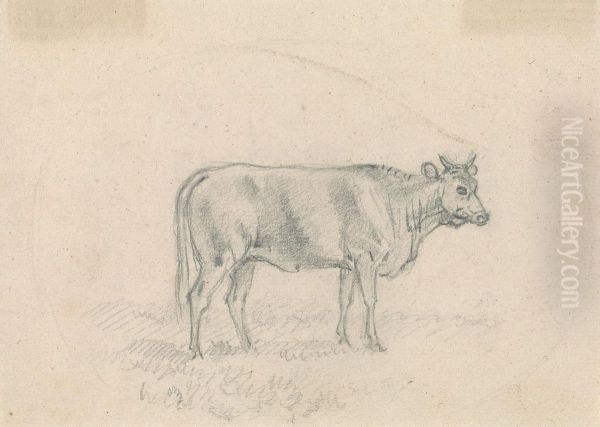 Sketch of a Cow - view 1