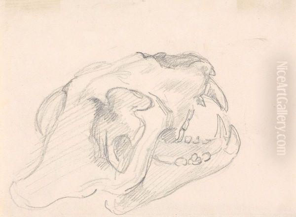 Study of a Skull (cat family? - fragment of an indistinguishable sketch) - view 1