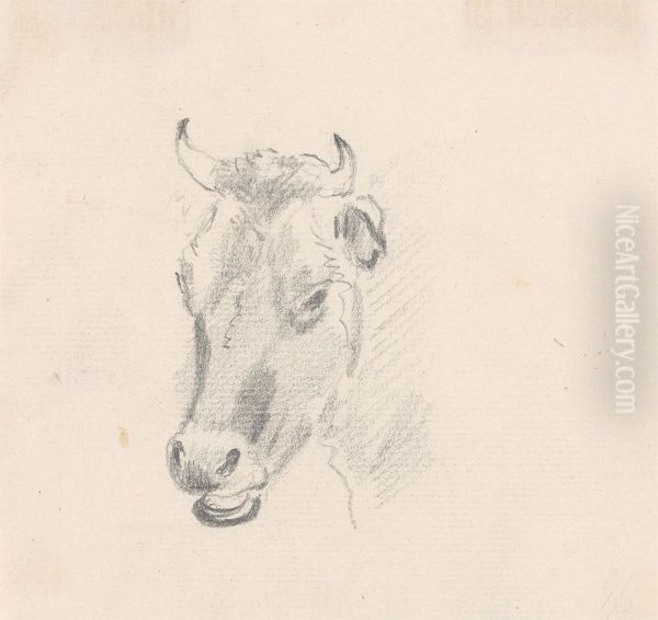 Study of a Cow's Head - view 1