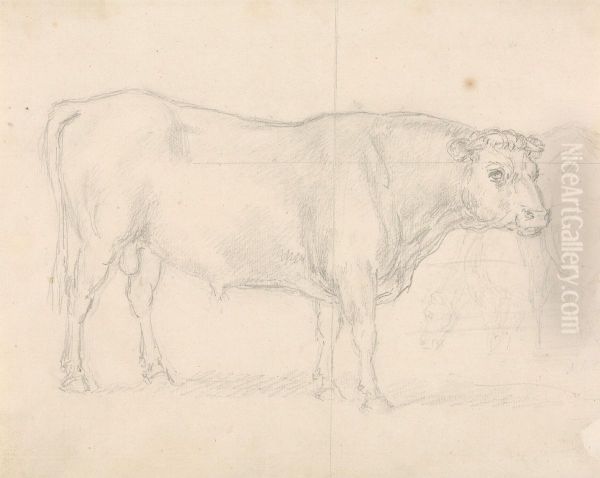 Study of a Bull - view 1