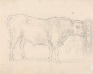 Study of a Bull by Sawrey Gilpin