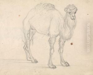 Study of a Camel facing right by Sawrey Gilpin