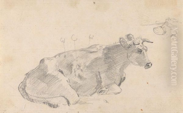 Study of a cow lying down, and facing right - view 1