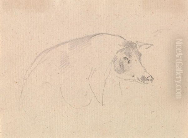 Study of a pig - view 1