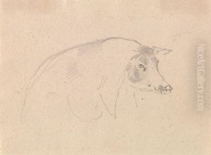 Study of a pig