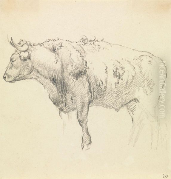 A Bull - view 1