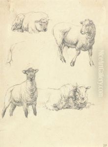 Sheep
