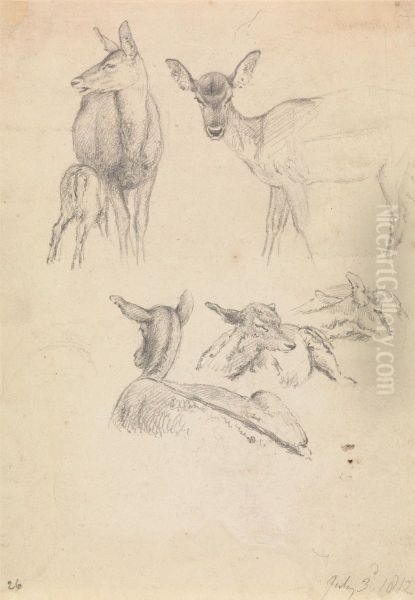 Deer and their Young - view 1