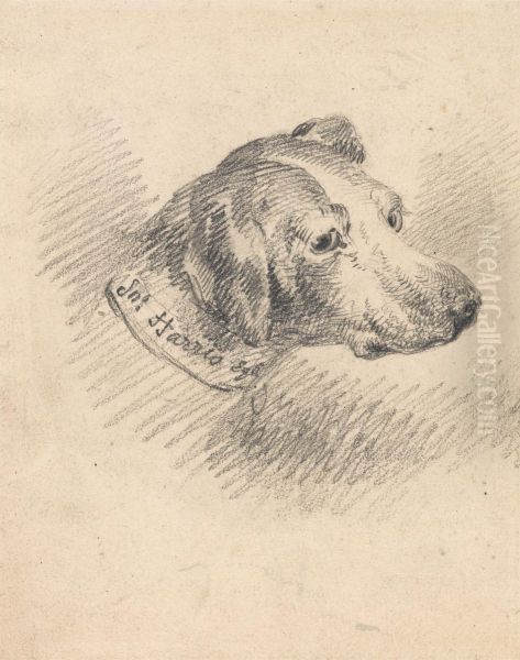Head of a Hound - view 1
