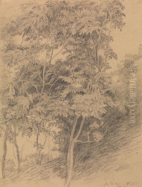 Tree Study - view 1