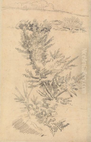 Study of Trees, etc., in a Meadow - view 1