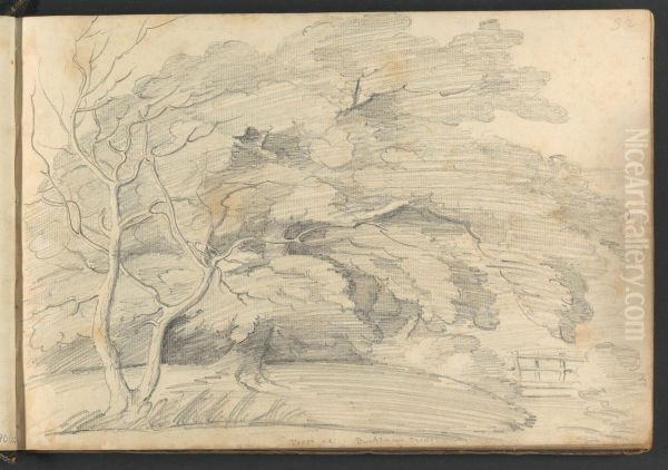 Trees at Buckham's Bridge - view 1