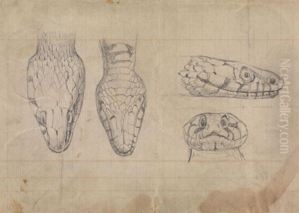 Study of the Head of a Snake - view 1