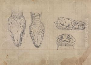 Study of the Head of a Snake