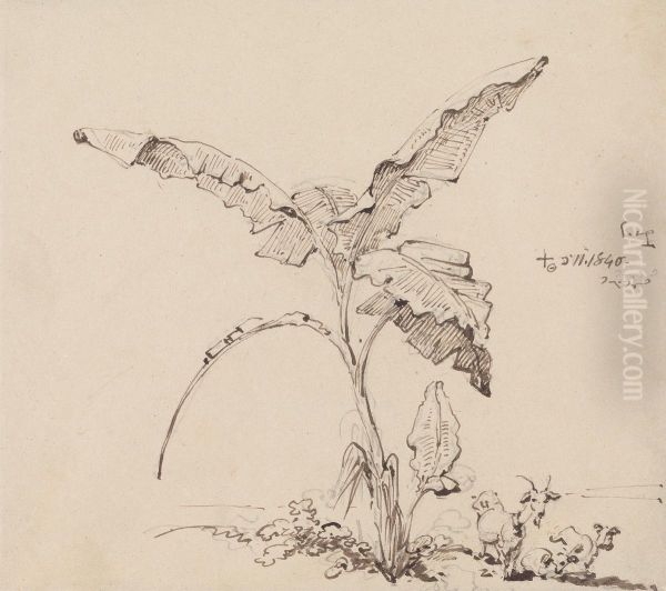 Goats Beneath a Banana Tree - view 1
