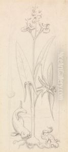 Stained Glass Study, Water Plant with Grasshoper, Fish and Newt