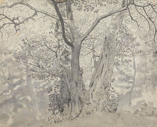 Tree Study - view 1
