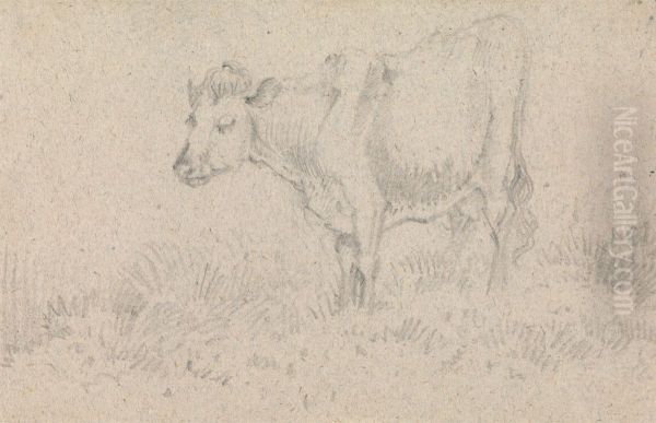 A Cow - view 1