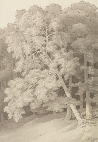 Trees in a Wood - view 1