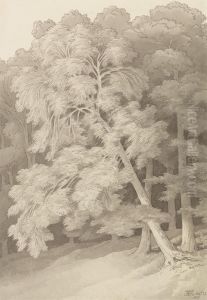 Trees in a Wood by John White Abbott