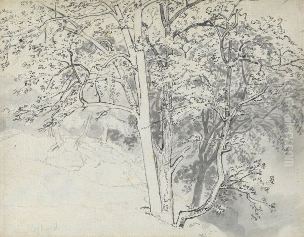 Study of Trees - view 1