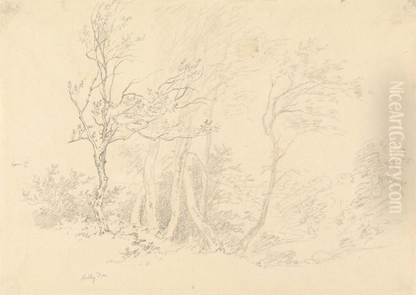 Study of a Holly Tree - view 1