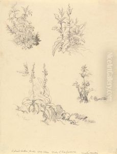 Study of Foxgloves by Robert Hills