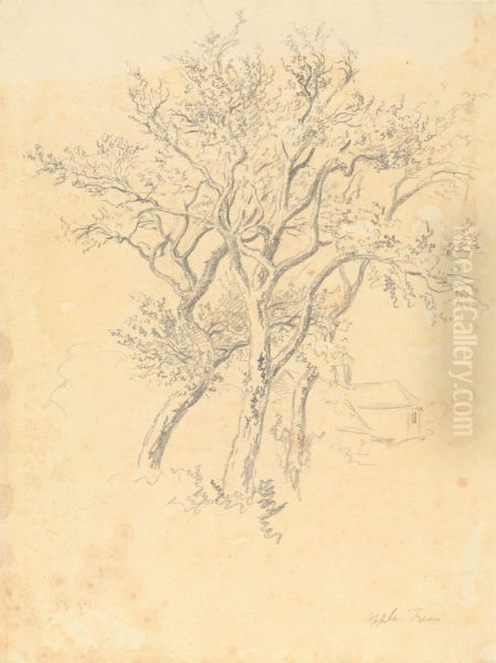Study of Apple Trees - view 1