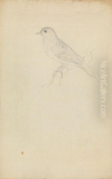 A Hedge Sparrow - view 1