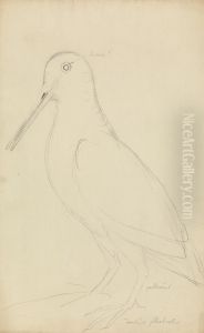 A Woodcock