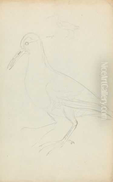 Two Woodcocks - view 1