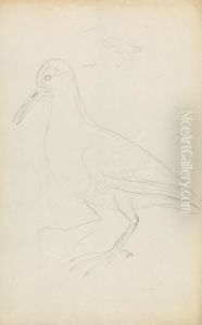 Two Woodcocks by James Sowerby