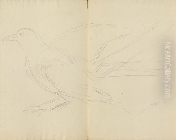 A Magpie - view 1