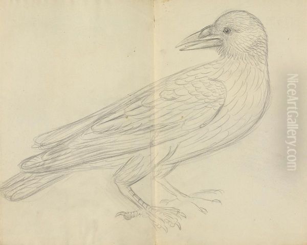 A Crow - view 1