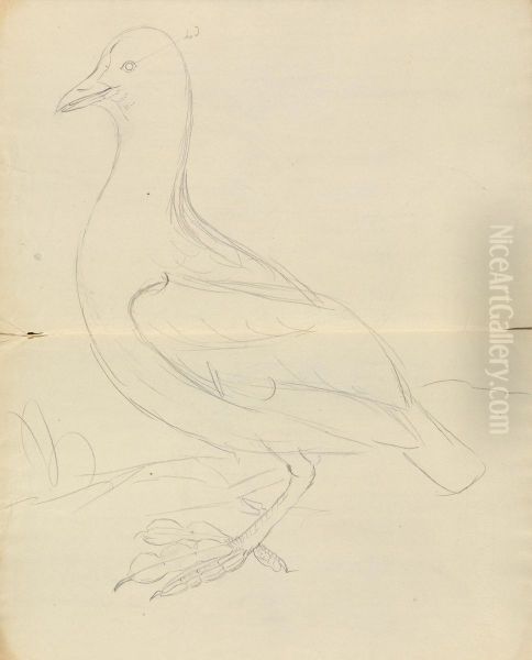 A Bird - view 1