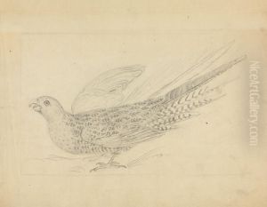 A Parrot by James Sowerby